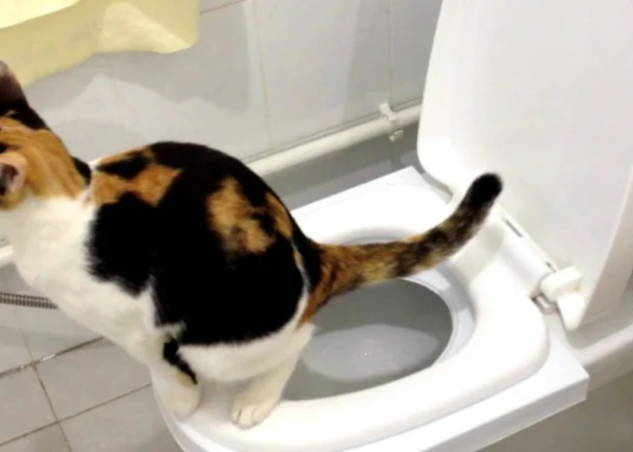 Tips Melatih Kucing Menggunakan Toilet Manusia PlayWickeyCats