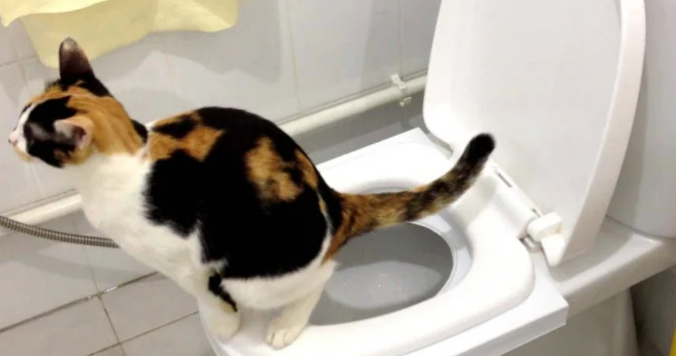 Tips Melatih Kucing Menggunakan Toilet Manusia PlayWickeyCats