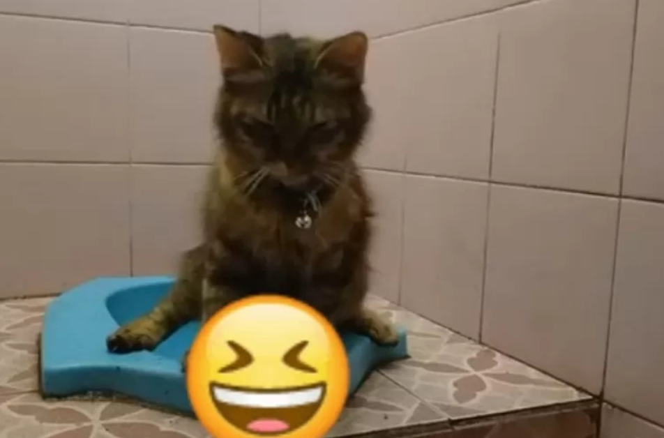 PlayWickeyCats Tips Melatih Kucing Menggunakan Toilet Manusia